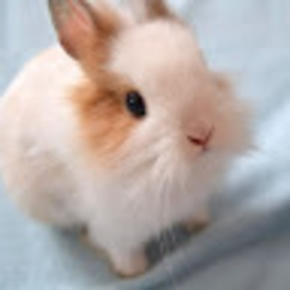 Meet your Posher, Larissa - Picture 1 of 1